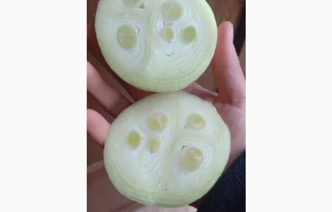Продам Штутгарт на перо
