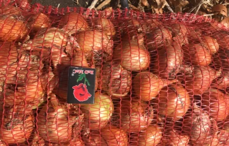 Продам лук Штутгартен Ризен на перо