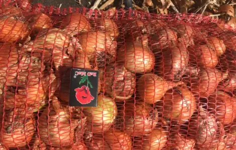 Продам лук Штутгартен Ризен на перо