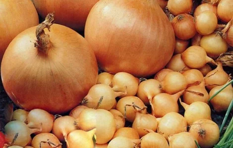 Лук-севок "Штутгартер ризен" Голандия