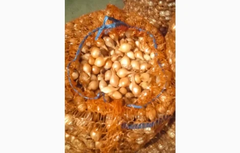 Продам лук-севок