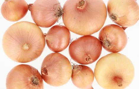 Цибуля Штутгартен