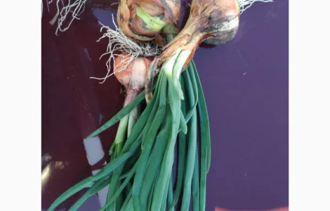 Продажа лука на перо Штутгарт Штудгард