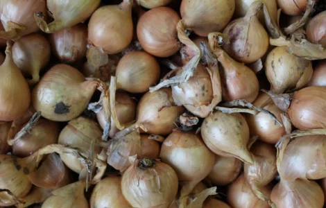Продам цибулю ріпчасту товарну 2 сорт оптом