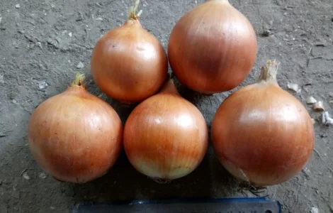 Продам цибулю ріпчасту товарну оптом