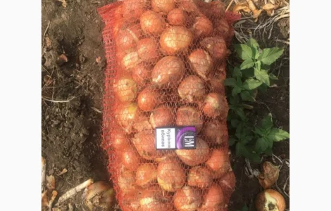 Продаж оптом товарної цибулі