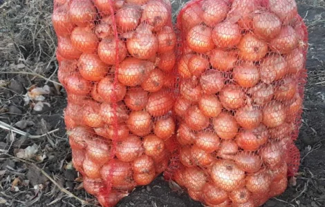 Продаж цибулі оптом