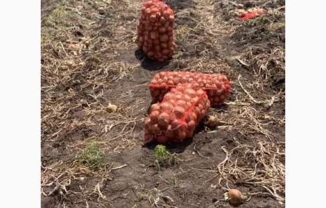 Якісна цибуля продам оптом