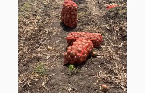 Якісна цибуля продам оптом