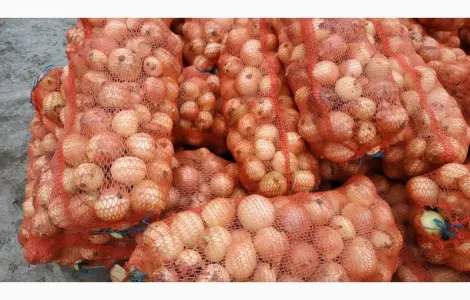 Продам оптом качественный товарный лук