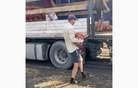 Продаю лук опт кенди медуза огурцы корнишон помидор бобкат хапинет слива и персик