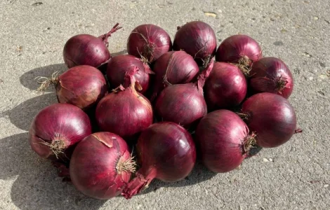 Продаємо червону цибулю
