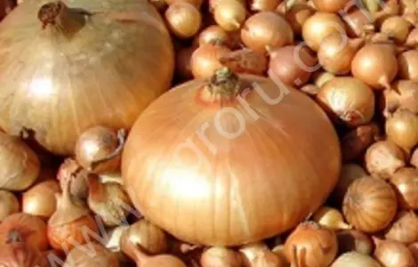 Лук