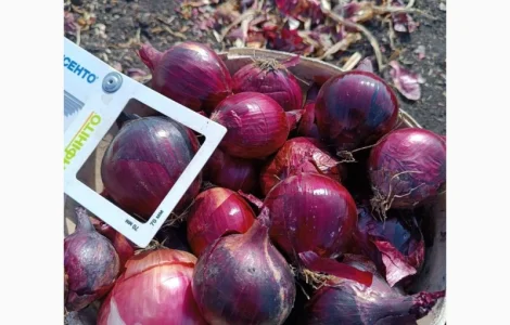 Продаю лук синий