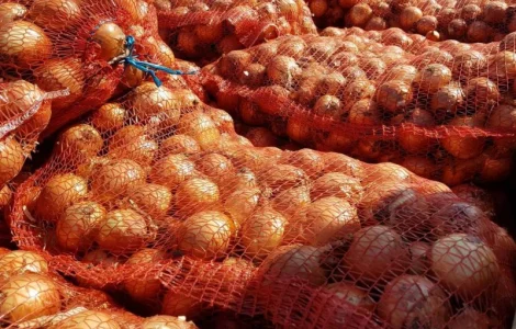 Продам лук сорт братко