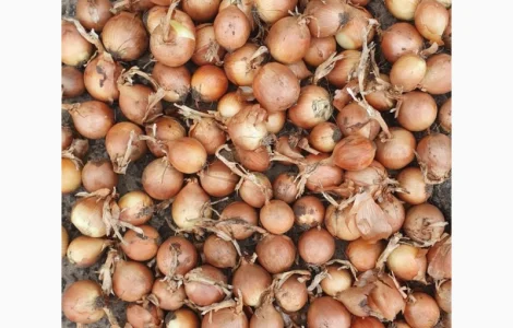 ФГ реалізує цибулю сорт Саброссо