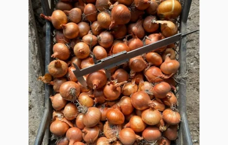 Терміново купимо овочі оптом/фрукти/ягоди