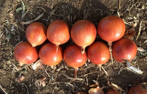 Продам товарный лук Казахстан