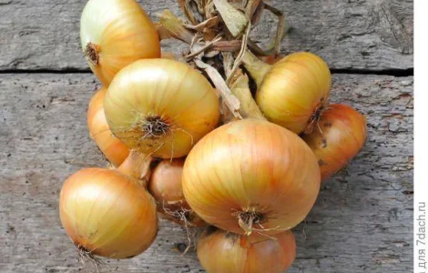 Шукаємо постачальників цибулі по всій Україні від 10 тон