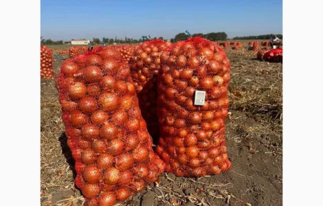 Продам Зимний Лук. Продам на Экспорт. Лук Оптом. Лук Даммика