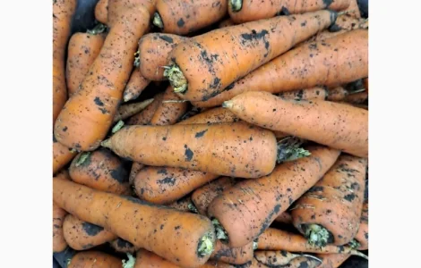 Куплю Моркву оптом 1-2 сорт Україна