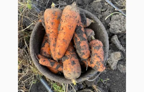 Продам моркву та буряк від виробника від 10 тонн