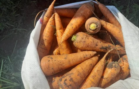 Продам морковь від фермера з 5 тонн