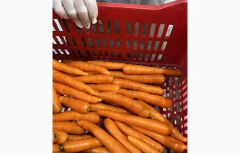 Морква Єгипет