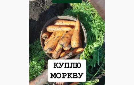 Куплю моркву ОПТ Україна Борщ Набор