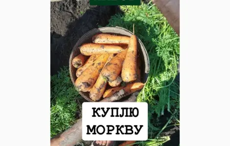 Куплю морковь ОПТ Украина Борщ Набор