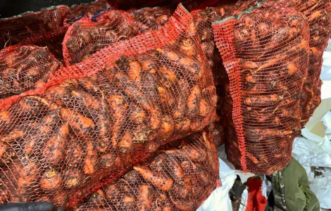 Продаємо моркву молоду оптом