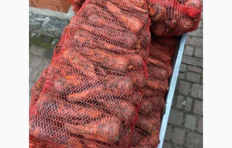 Морква домашня