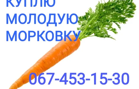 Куплю морковку самовывоз