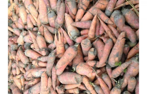 Продам моркву 2 сорт оптом