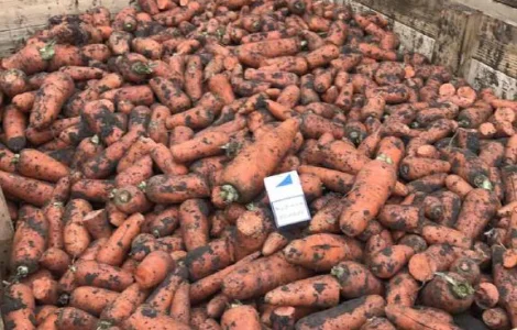 Продам оптом товарну моркву 2 сорт