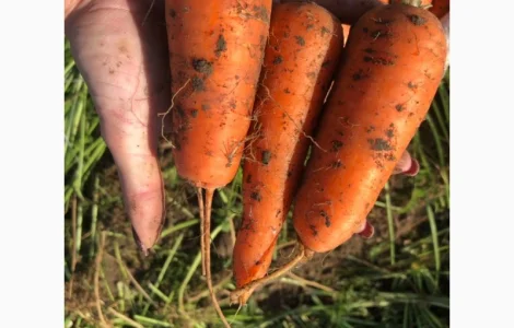 Продам оптом моркву товарну