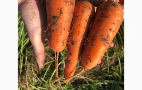 Продам оптом моркву товарну