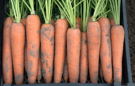 Продам оптом товарну моркву