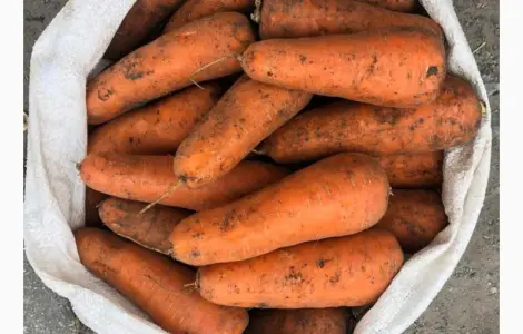 Продам моркву товарну оптом