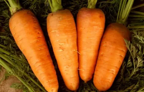 Продам моркву відмінної якості оптом