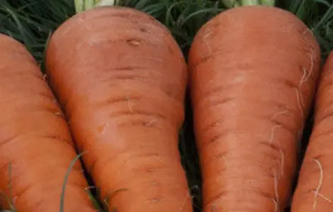 Продам товарну моркву відмінної якості оптом