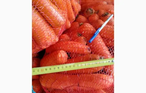 Продам моркву товарну оптом