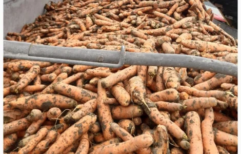 Продам морковь