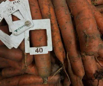 Продаж моркви з Польщі гуртом в БІГ-БЕГ/мішках