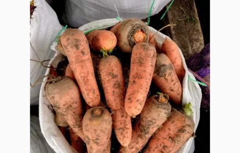 Продаём морковь "Каскад"