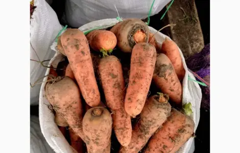Продаємо моркву "Каскад"