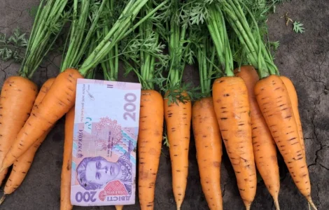 Продам моркву молоду