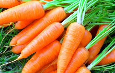 Шукаємо постачальників моркви по всій Україні від 20 тон