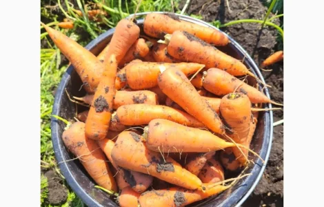 Морковка молдавская