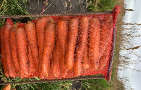 Продам моркву «Балтімор»